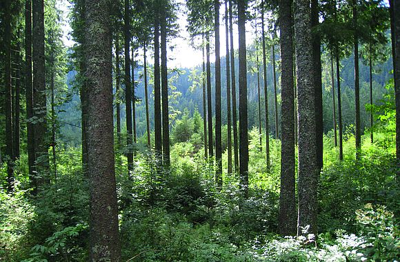 Baiersbronn steht für faserfrische Qualität aus dem Schwarzwald